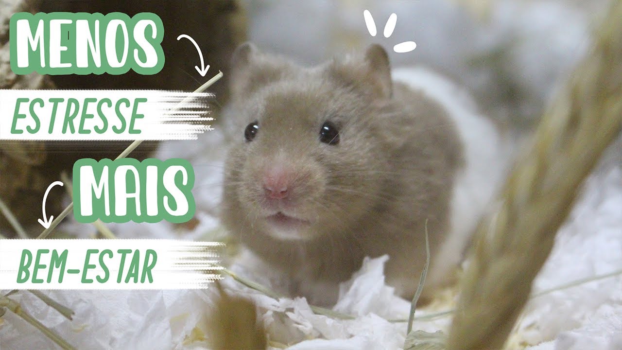 ENRIQUECIMENTO AMBIENTAL para hamster e gerbis
