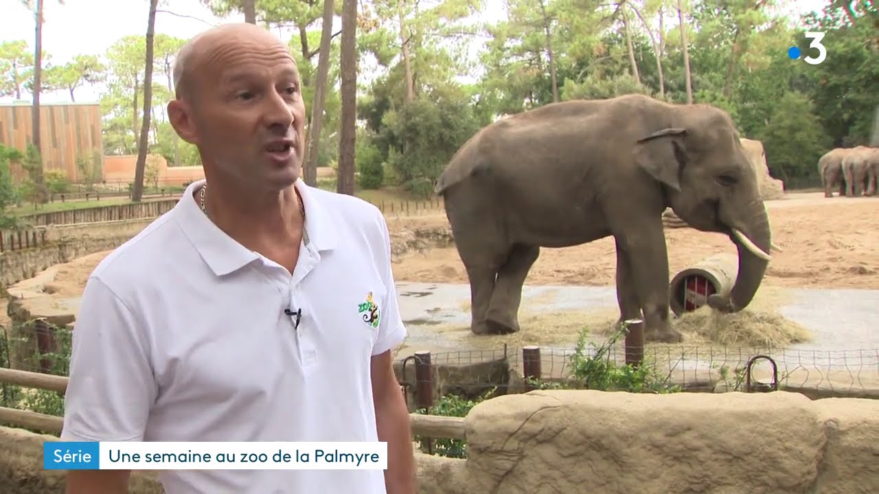 Série : Au zoo de La Palmyre (n°1) : les éléphants
