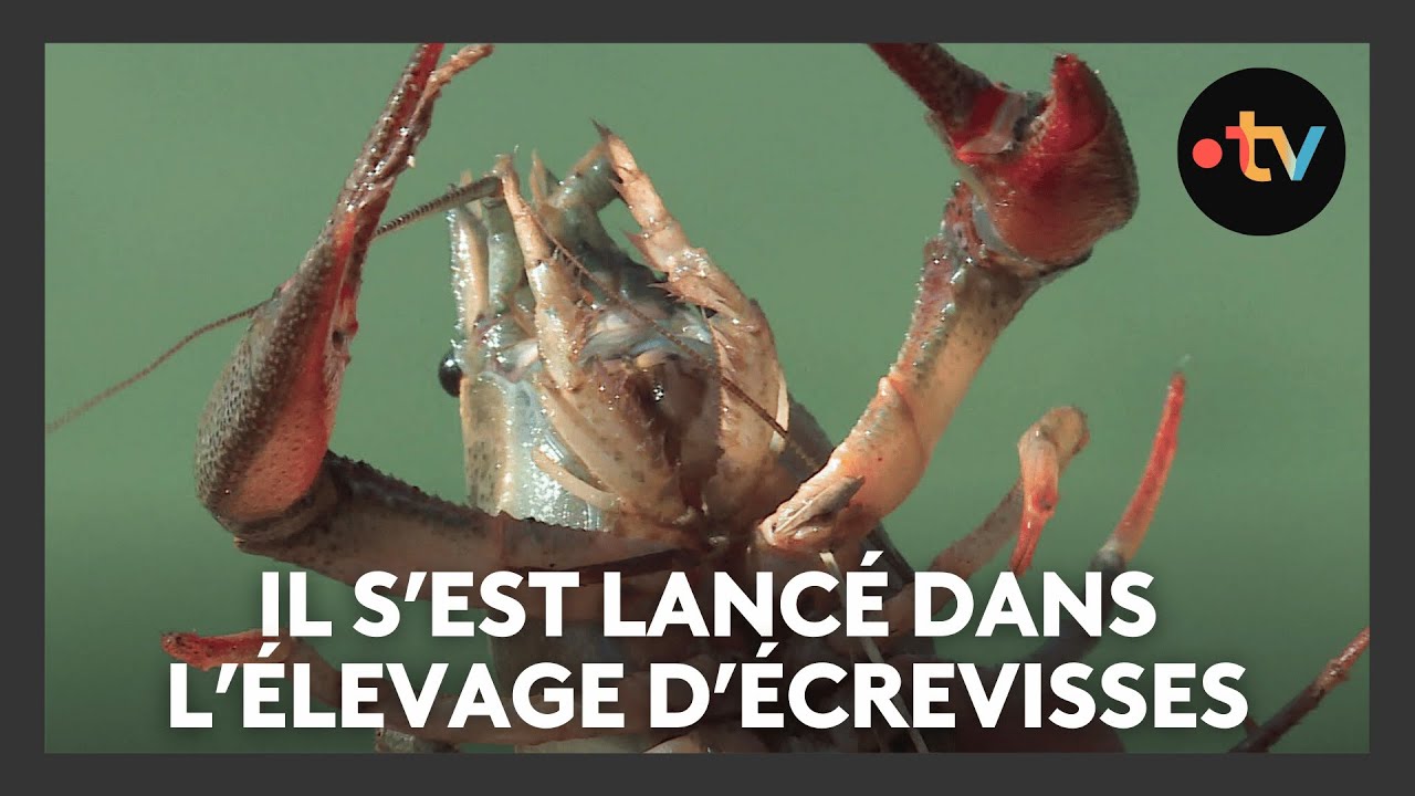 Il s'est lancé dans l'élevage d'écrevisses à pattes rouges afin de les sauver de la disparition