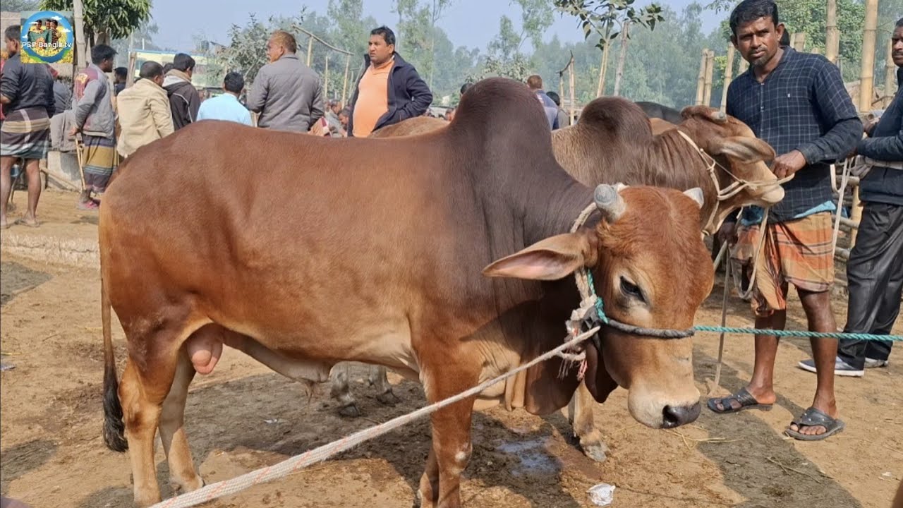 @ 22/1/2026|| খামার উপযোগী ষাঁড় গরুর দাম দিনাজপুরের আমবাড়ী হাটে||