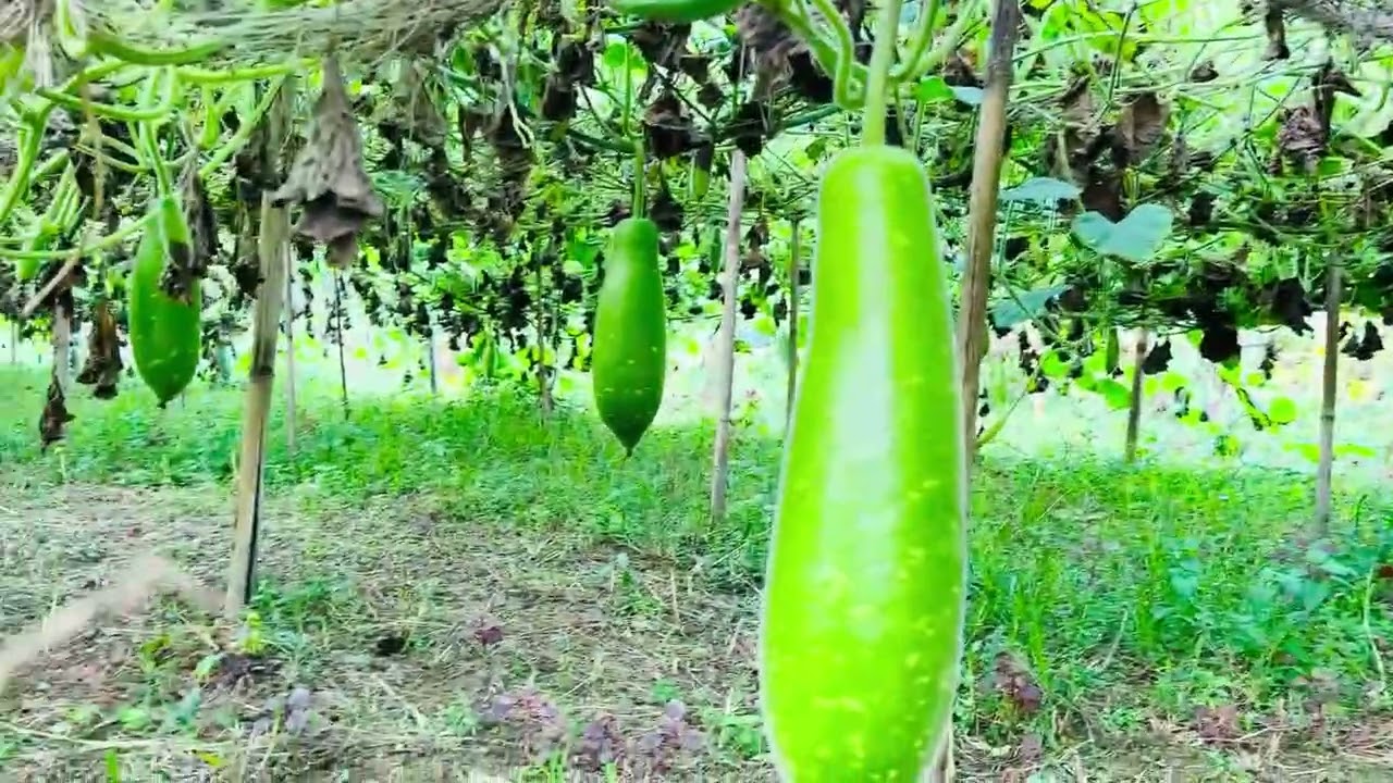 বিশাল বড় লাউ ক্ষেতে এটা কি দেখলাম 