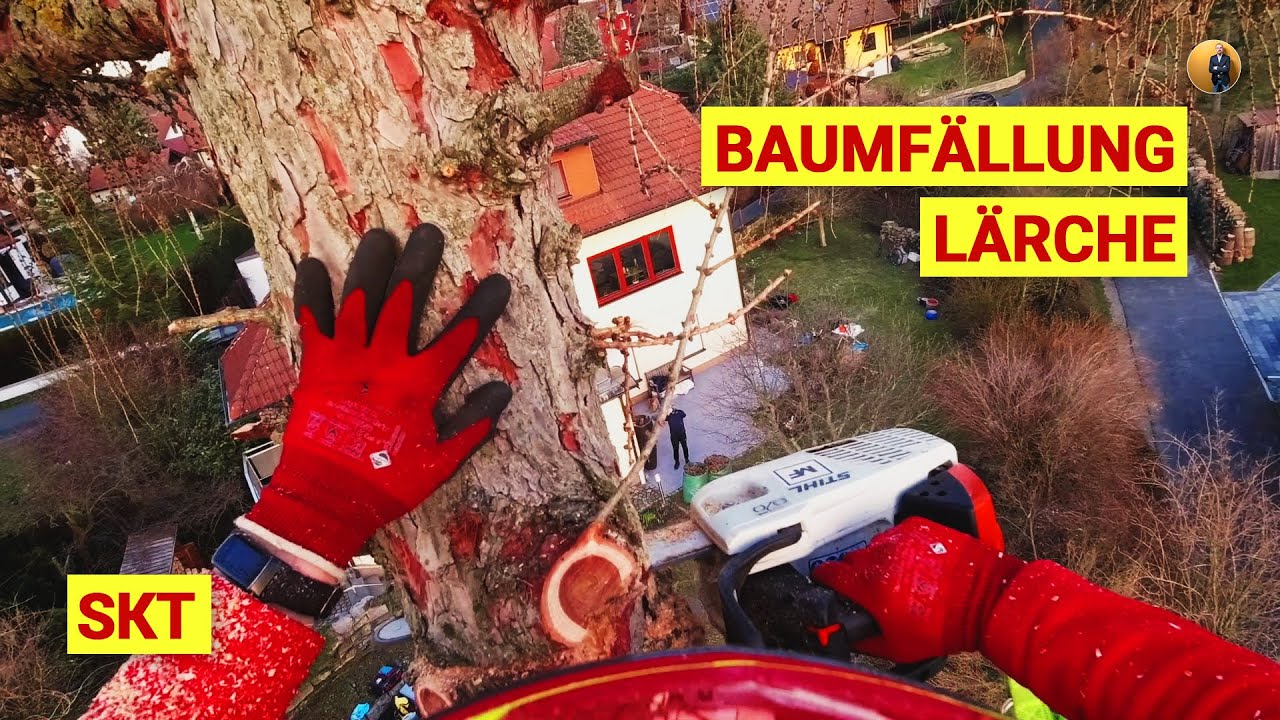 Fällung einer Lärche mit Seilklettertechnik (SKT) mit STIHL MS194T & Husqvarna 550xp