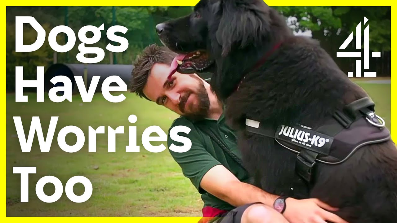 The Dog House | Rocky didn&rsquo;t feel himself, will a new home make him feel better?
