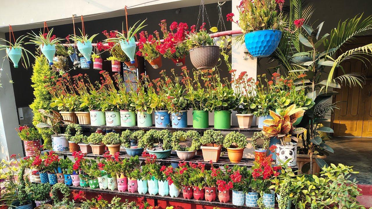 25 जनवरी फुल गार्डन अपडेट#Sunday garden update,, winter flower blooming start,