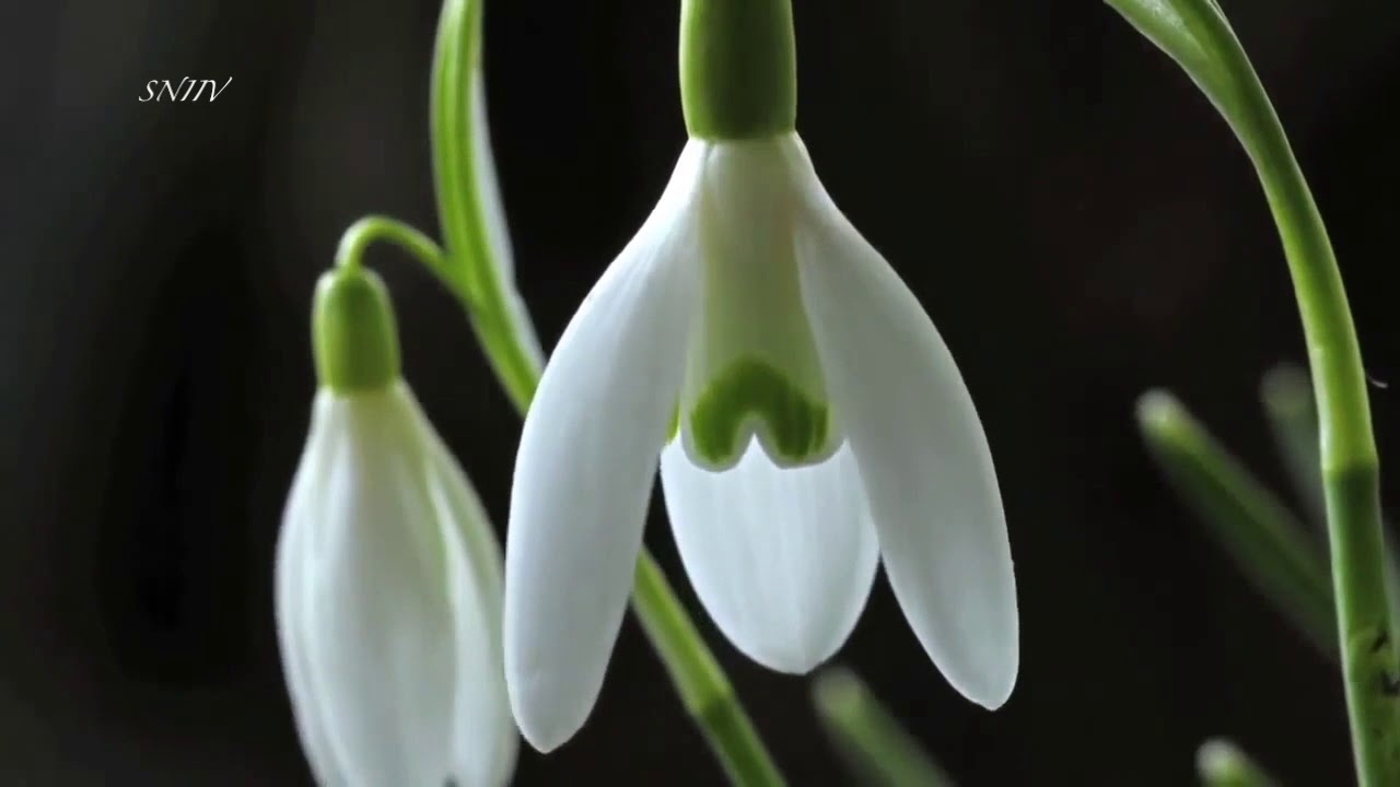 🎵 ВЕСНА... ПРОБУЖДЕНИЕ ПРИРОДЫ...