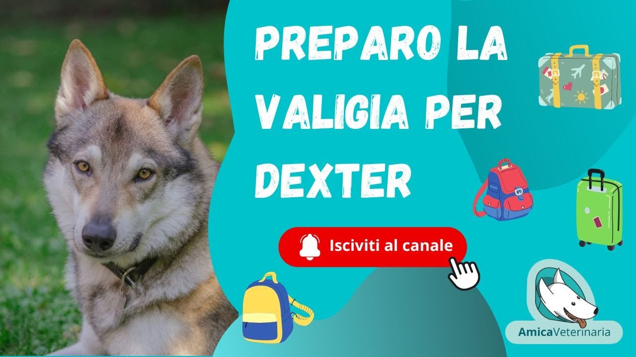 Valigia per il cane