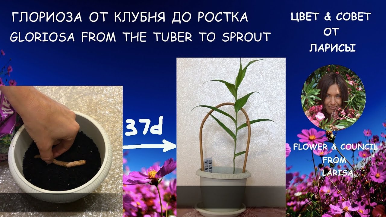КАК ПОСАДИТЬ ГЛОРИОЗУ