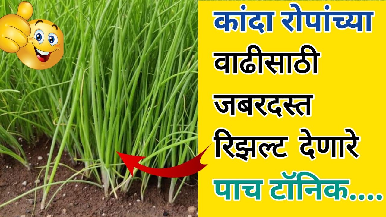 कांदा रोपांची लवकर वाढ होण्यासाठी वापर आहे पाच टॉनिक / kanda rope favarni niyogen / कांदा रोप फवारणी