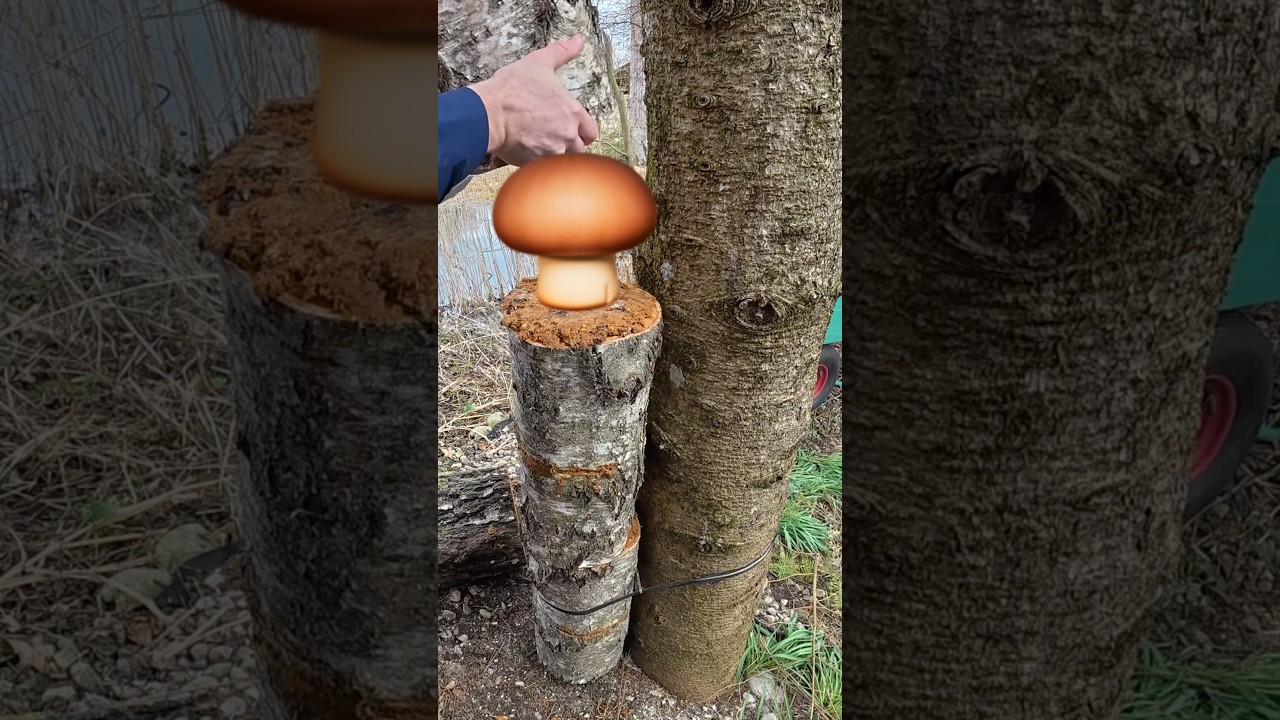 Der Trick mit dem Baumstamm - Pilze im Garten ernten.