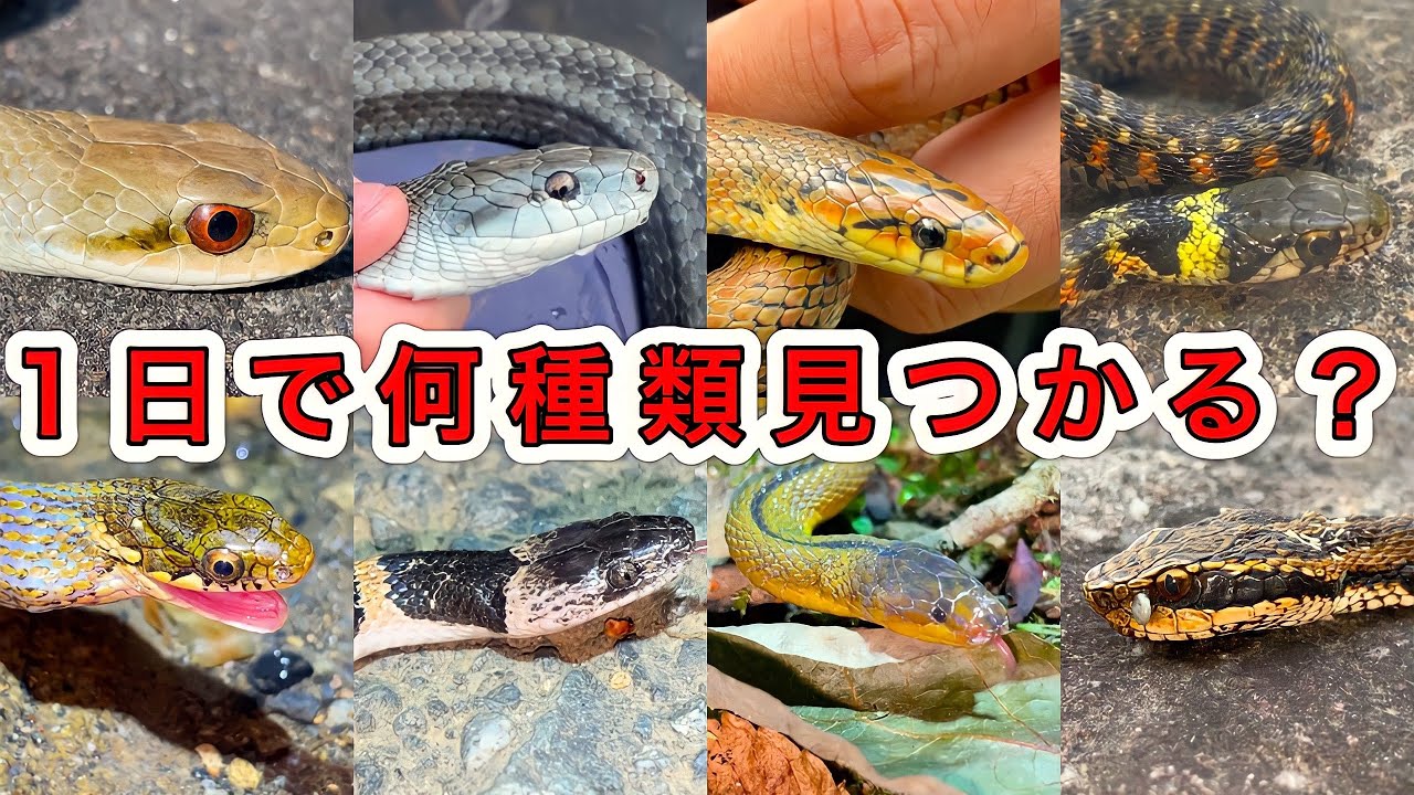 1日本気出せばヘビって何種類見られるのか？(全8種類)