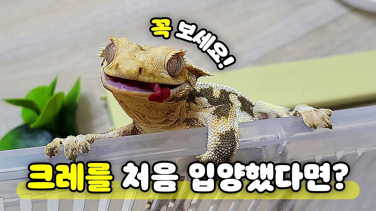 크레스티드게코 키우는 방법? 이 영상으로 끝내세요🔥