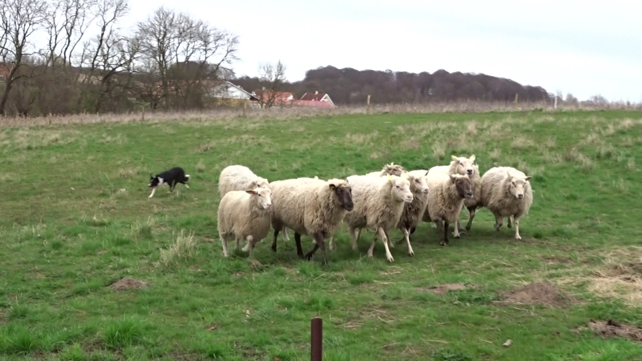 Border Collie fårehund (Del 1)