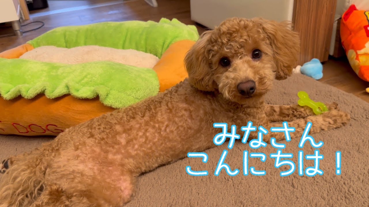 トイプードルクッキーが我が家に来た日🐶🍪#toypoodlepuppy #toypoodle #トイプードル #犬のいる生活