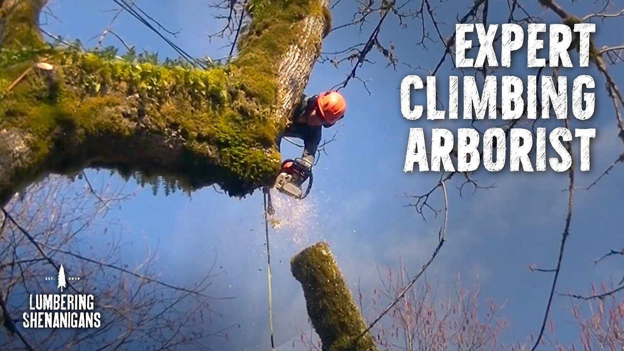 Expert Climbing Arborist vs Huge Dangerous Maple
