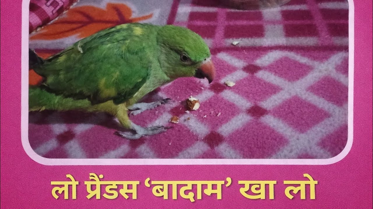 Mitthu badam kha rha hai 😂 l bolne wala tota l Parrot talking 