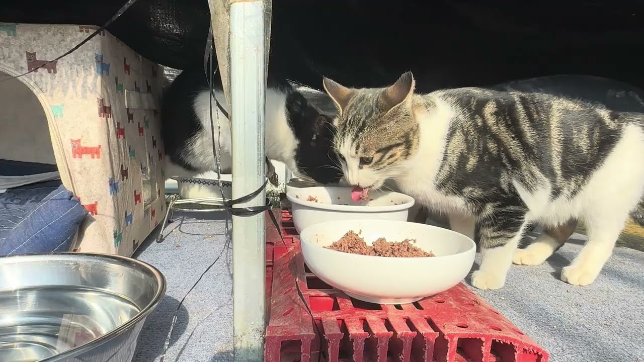 밥에 약 섞어서 맛이 없어유
