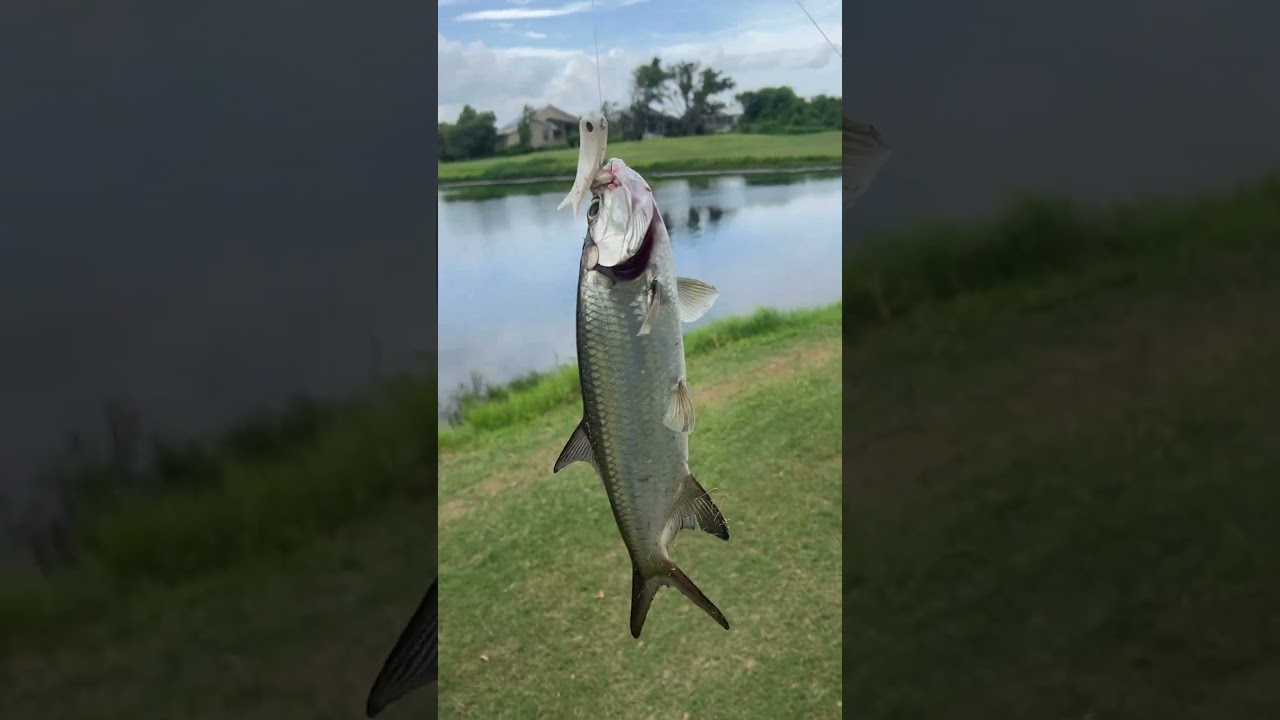 I just caught a baby tarpon in a freshwater pond!!