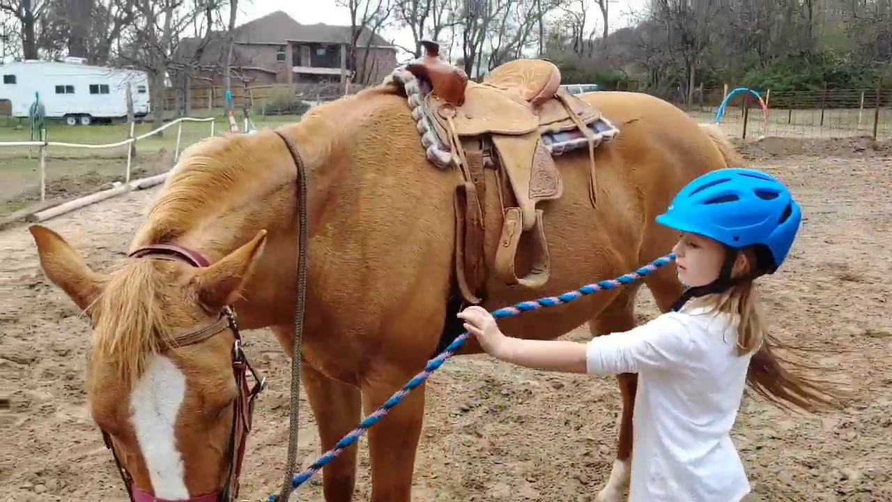 Begginer Youth Western Riding Lessons - Grooming, groundwork and lunge line exercises