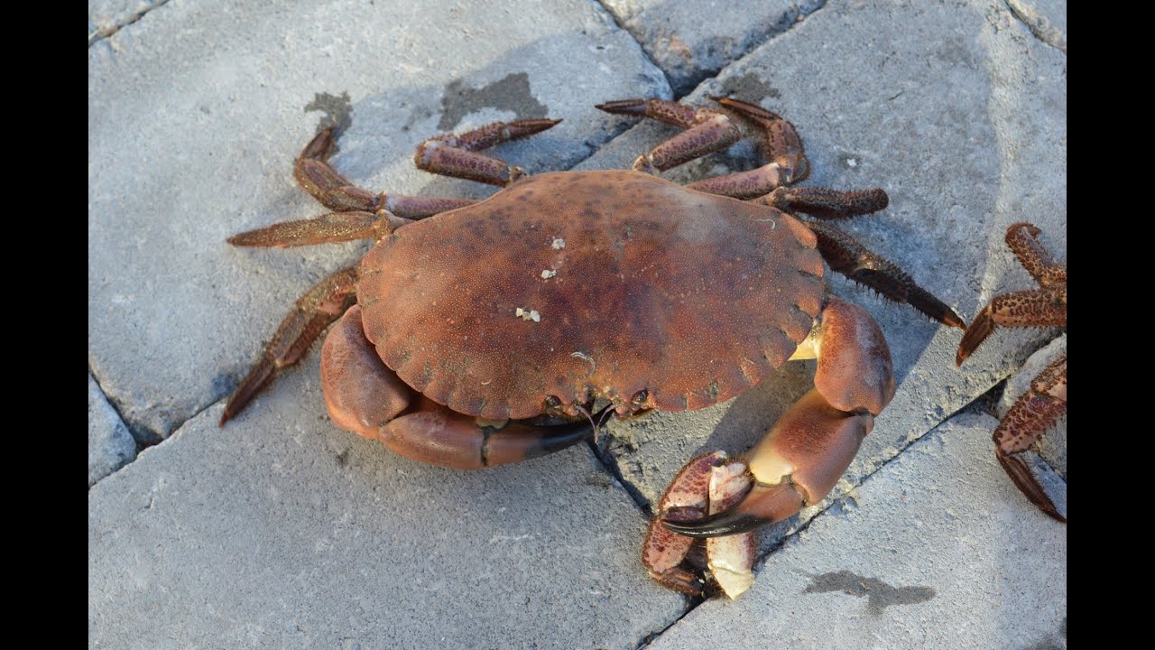 Catching crabs in Oslo Fjord (english & russian)