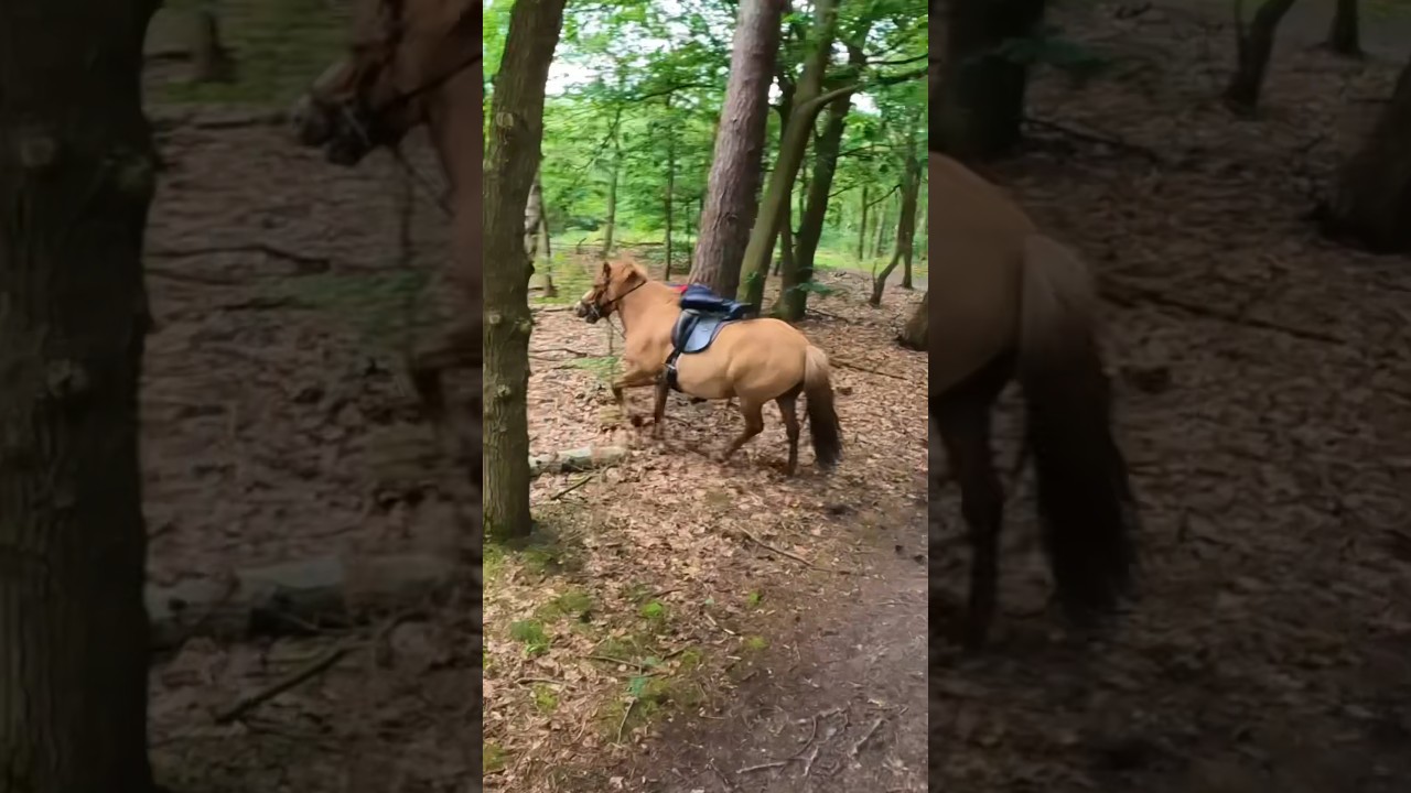 Eerste keer rijden op een Ijslander ging niet zo goed..