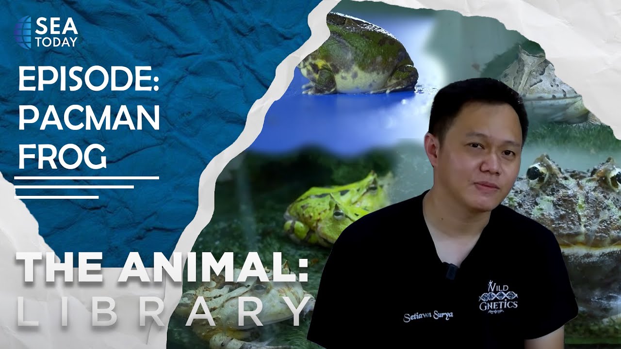 The Animal Library: Pacman Frog