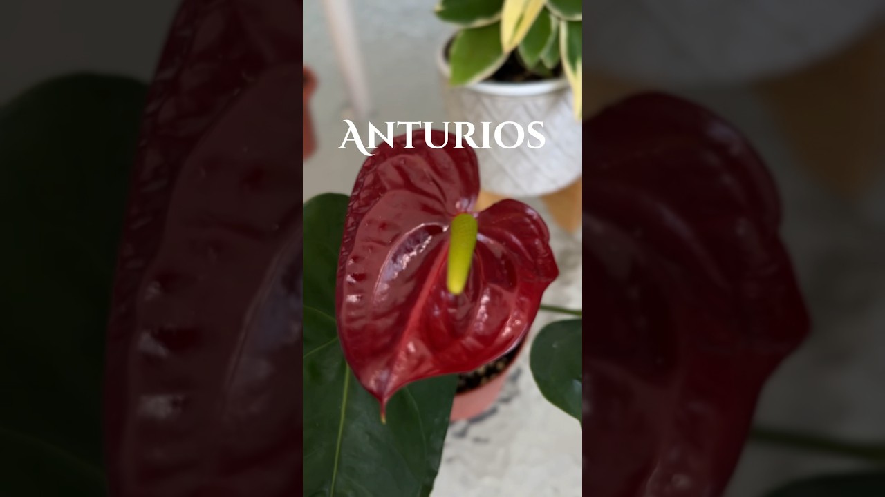 Recupera tus Anturios, No Los Tires!!! #plantas  #anturios