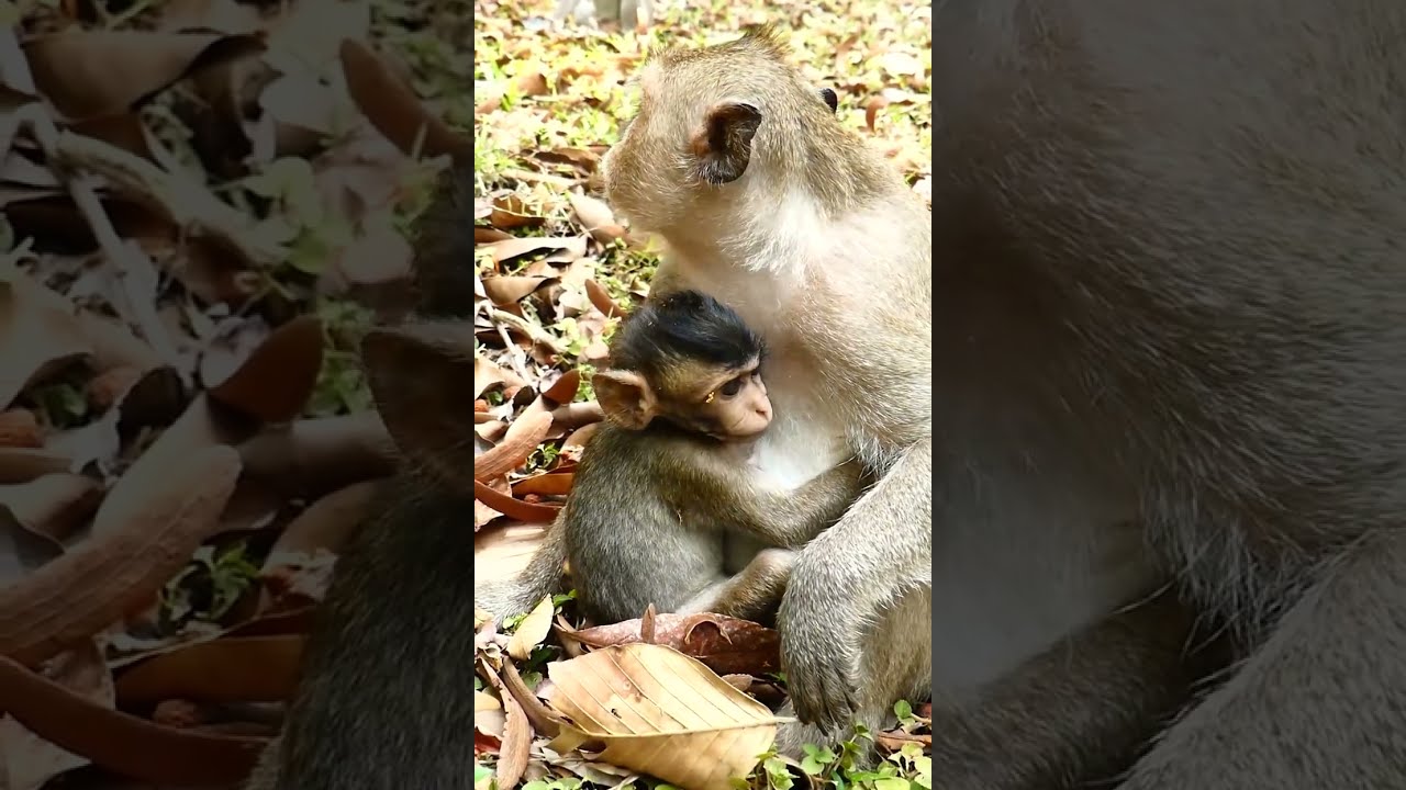 How about little monkey Shiloh right now? Birthmark on his eye become unique one.