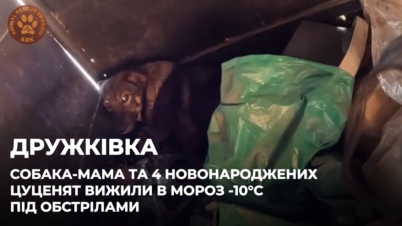 ДРУЖКІВКА | Собака-мама з новонародженими цуценятами в мороз -10 лишилися самі під обстрілами