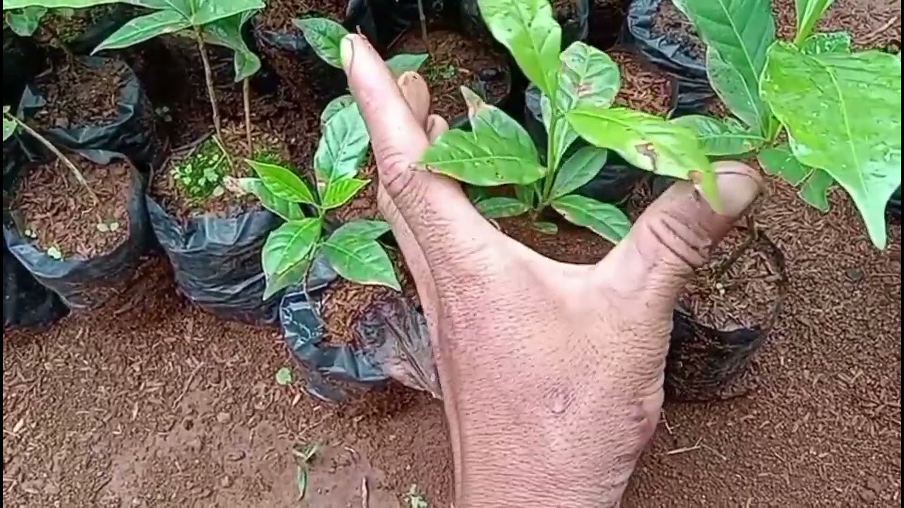 Jenis bibit kopi ateng super hijau daun dan perbedaan bibit kopi ateng super dan tim tim