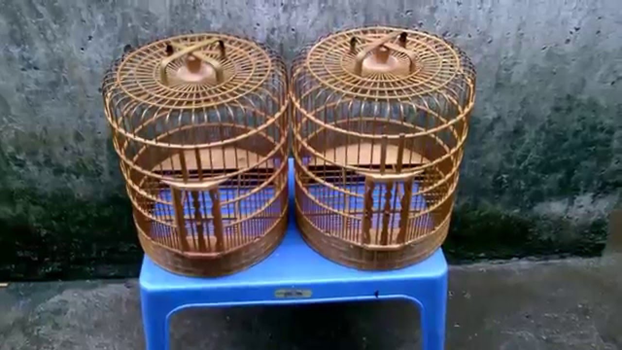 b&aacute;n lồng chim họa mi thổ đẹp SĐT 0944114410 H&agrave; Nội  (chimcanhdatviet )