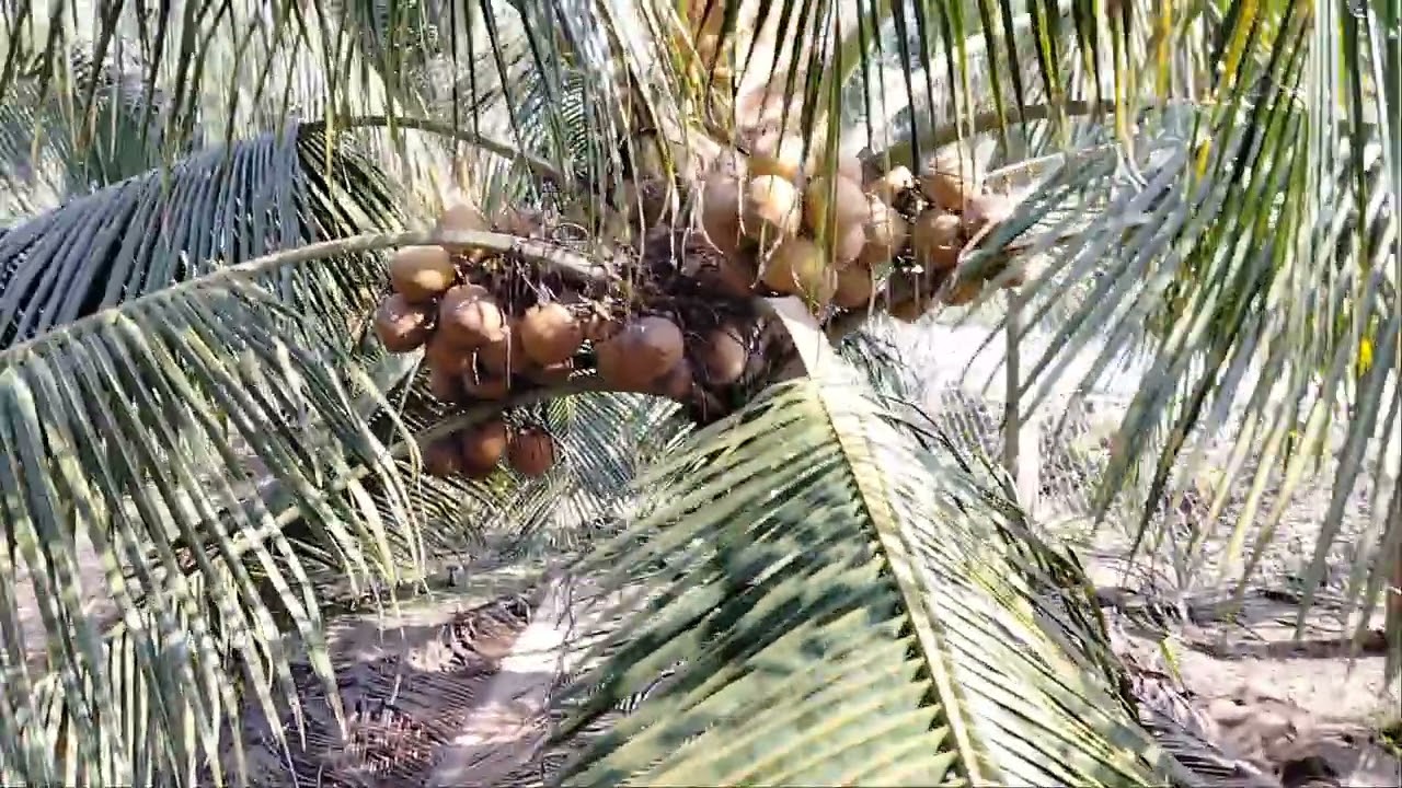 Treo chai thuốc sâu phòng đuông , bọ cánh cứng cho vườn dừa mã lai bầu ở xã Mỹ Tịnh An ( Đồng Tháp).