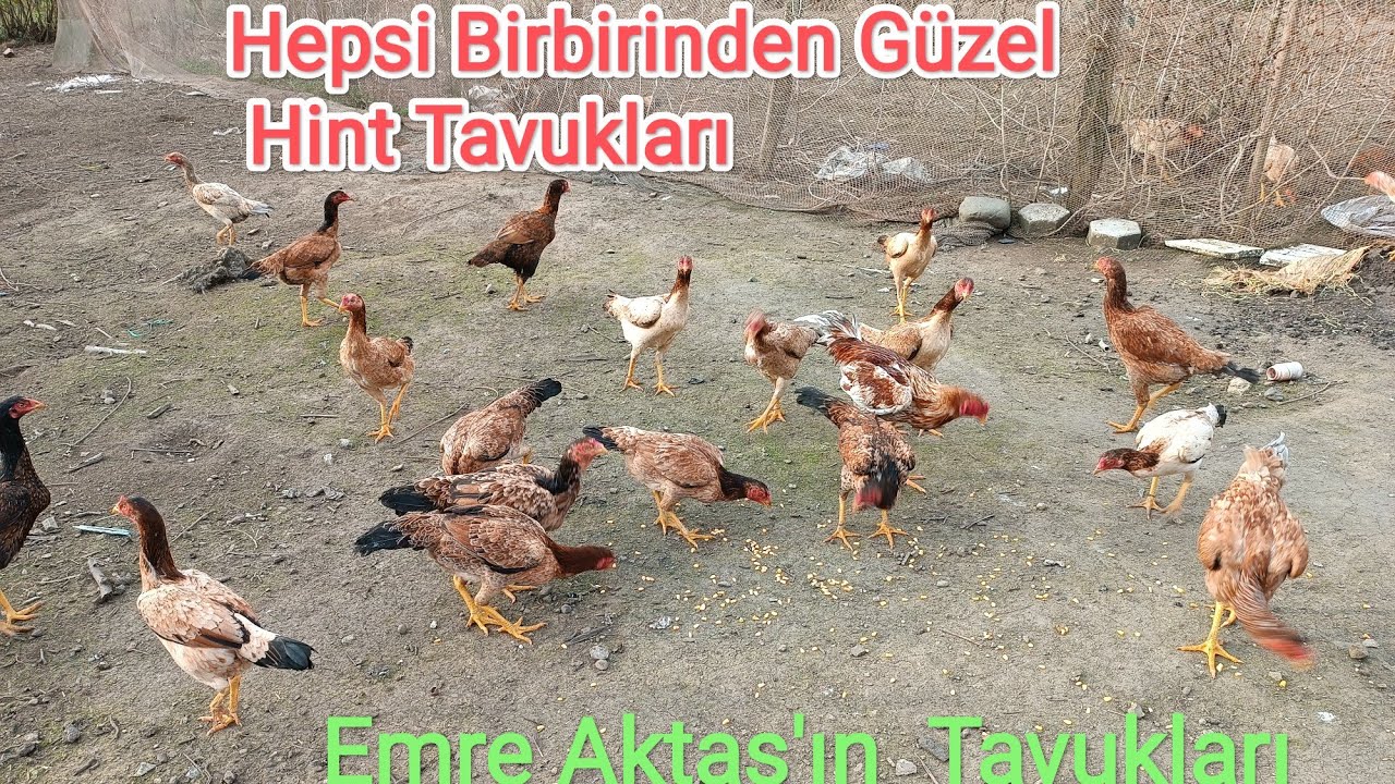 Hint Tavukları Birbirinden Güzel Maşallah. Emre Aktaş'ın Tavukları
