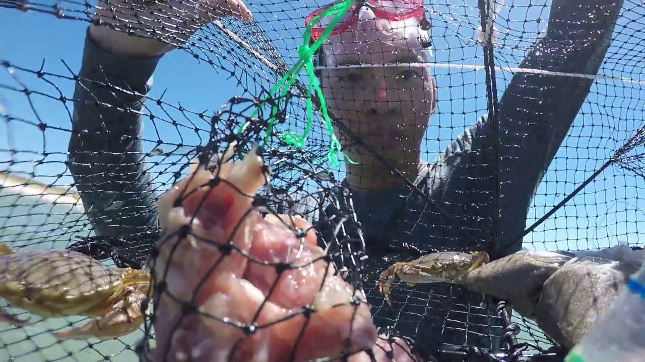 Ruakaka Crab Catching