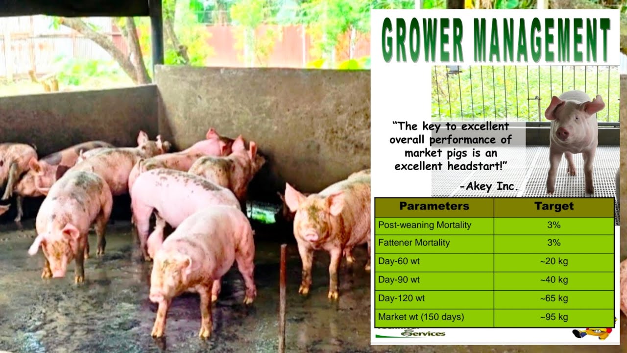 Pag-aalaga ng Pambentang Baboy | Basic Swine Raising Guide