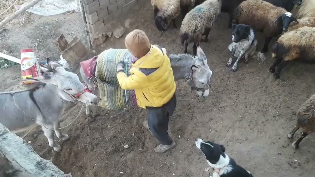 کار هروز صبح یک دامدار روستایی 