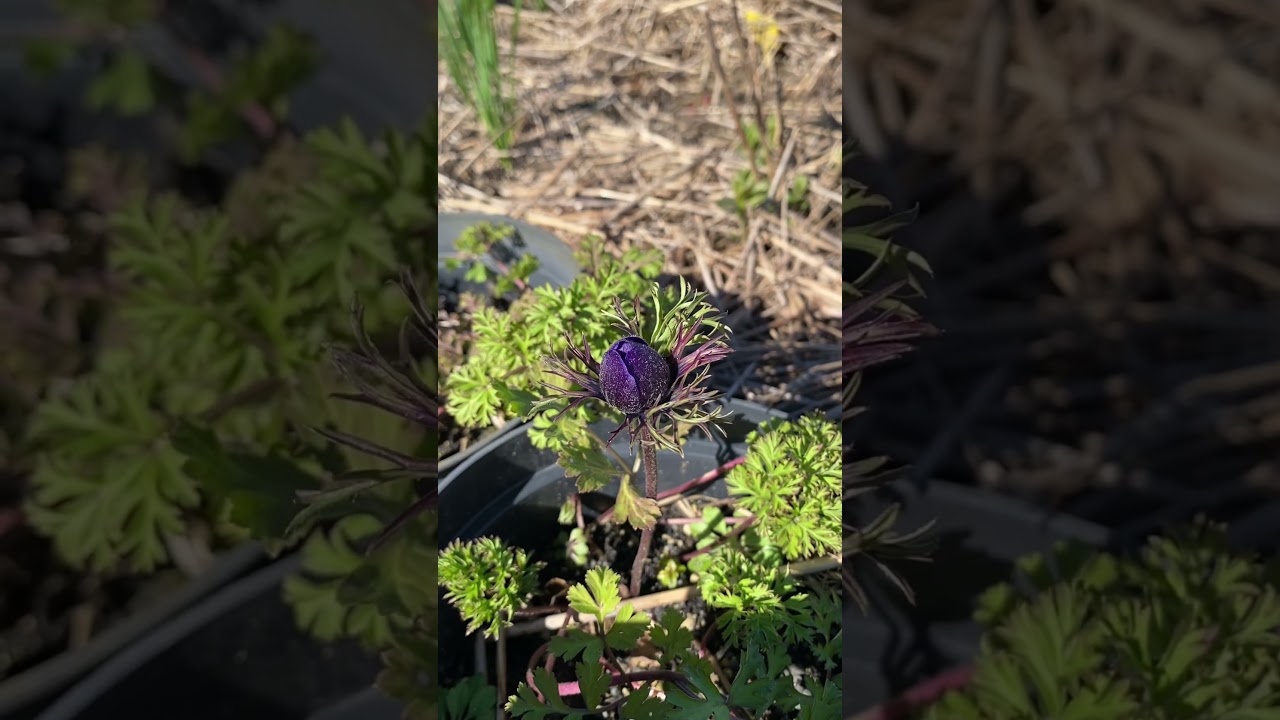 Anemone coronaria і так виглядає, що ось-ось заквітне! Я б і не сподівалась на таке в березні!