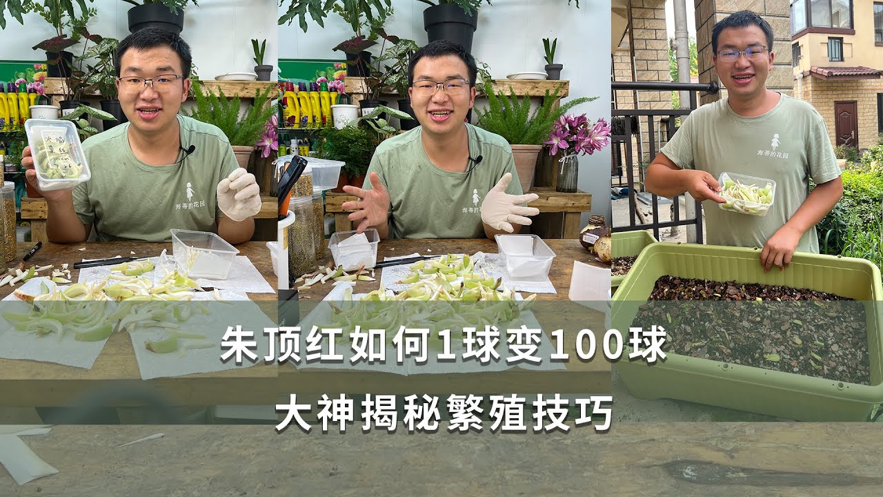 朱頂紅如何1球變100球，大神揭秘繁殖技巧