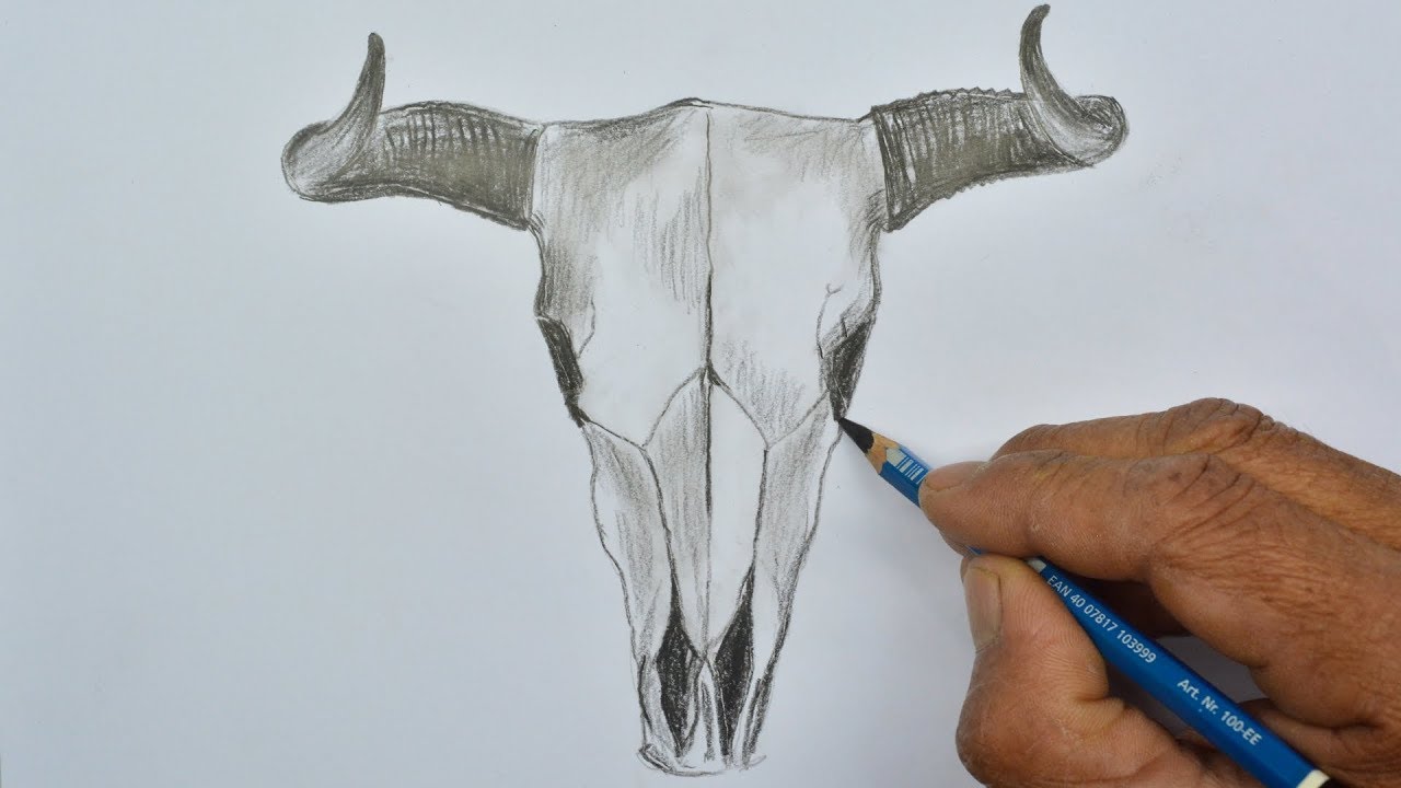 How to Draw a Bull Skull