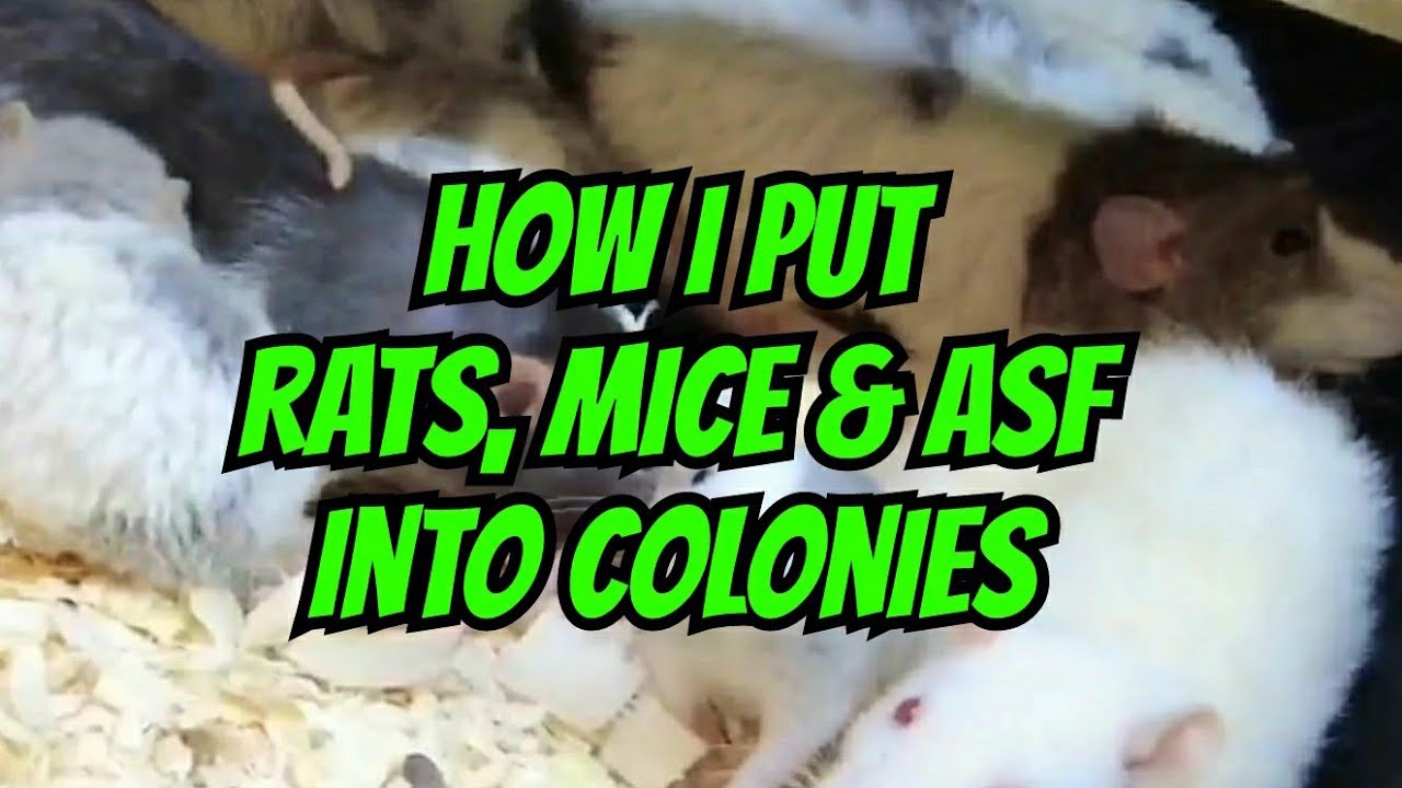 How I Put Rats, Mice And ASFs into Colonies