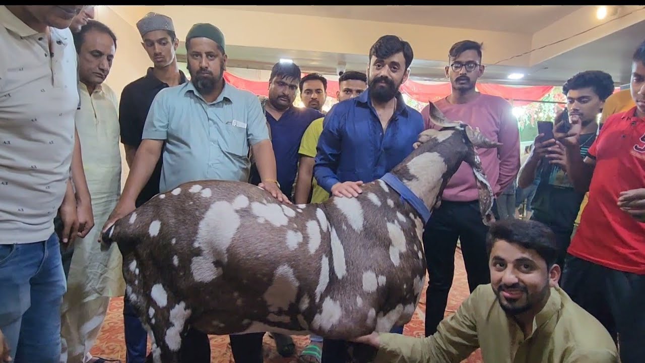 Sabse Heavy Bakro Ki Qurbani 2023 | Noor Bhai Nashik | 200 Plus Weight Ke Bakre.