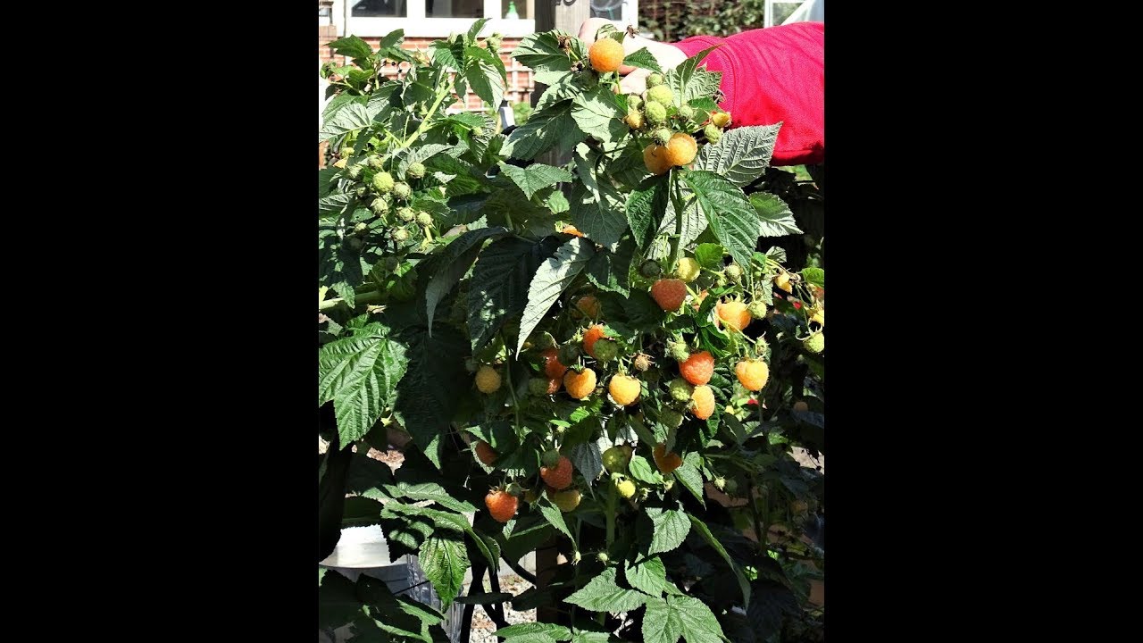 Малина ремонтантная 