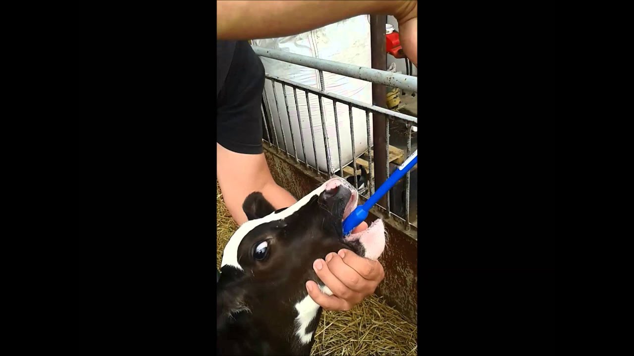 JFARM - Aplikacja bolusa elektrolitowego dla cieląt