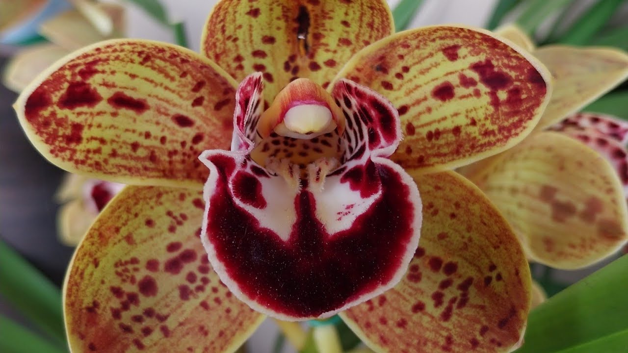 preparando los cymbidium,,, para buen crecimiento y FLORACIÓN de próxima temporada