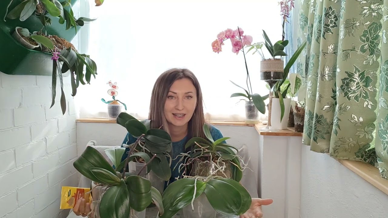 Это БЕЗУМИЕ❗Я нашла способ, как заставить орхидею ОЧЕНЬ очень ОЧЕНЬ пышно ЦВЕСТИ❗