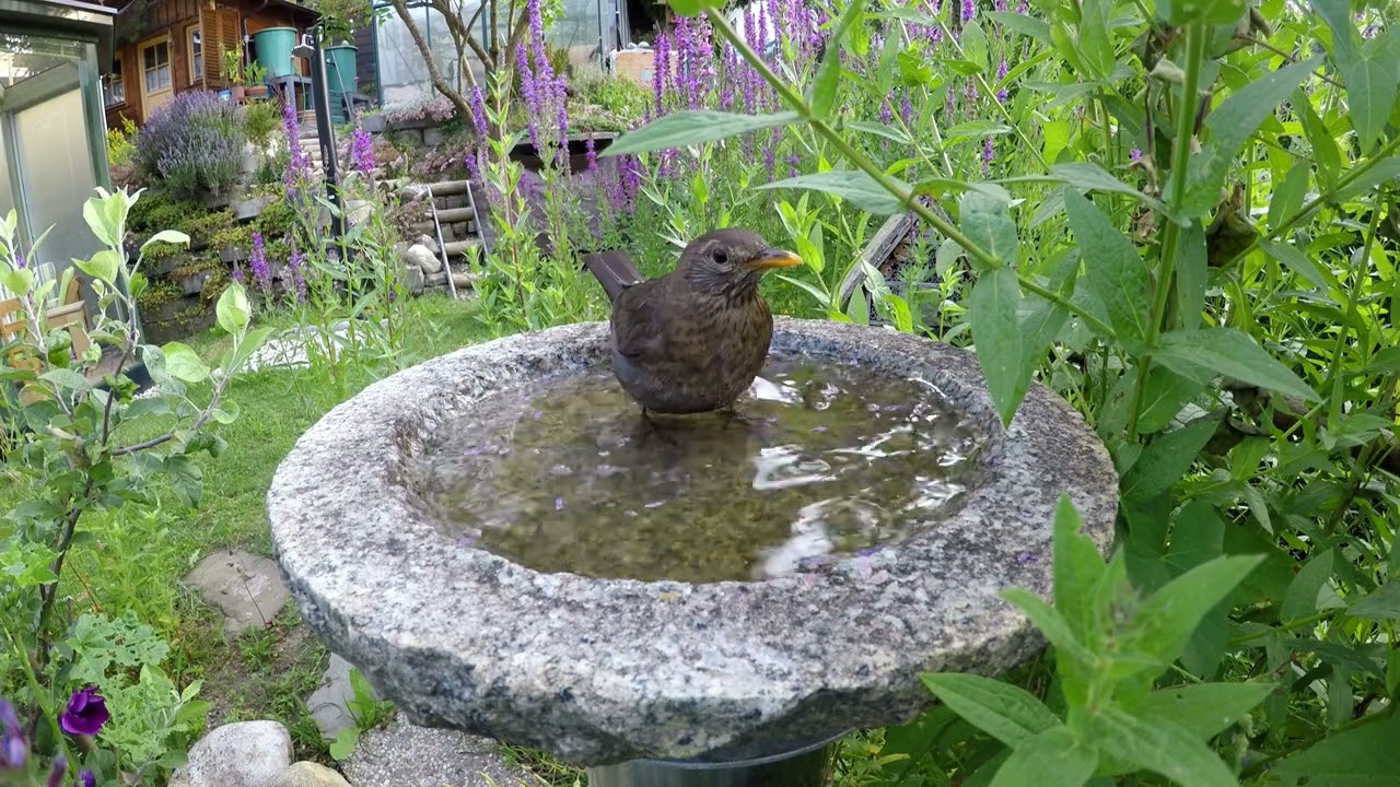 Amsel nimmt ein Bad - K&ouml;rperpflege und Badetag an der Wassertr&auml;nke / am Vogelbad