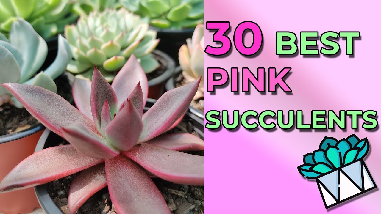 30 Best Pink Succulents For Garden And Pots (With Names)