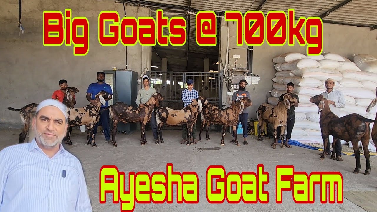 Body Builder 99 Kg Se 109 Kg Ke Ajmera Gujri & Sojat Goats | ₹700 Kg At Ayesha Goat Farm Bhiwandi.
