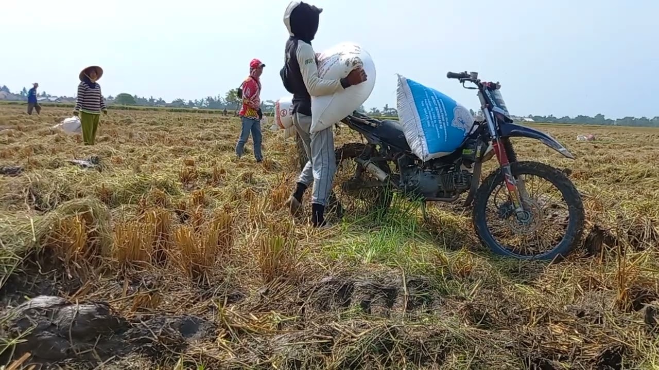 Cara mudah angkat satu karung padi ke motor ojek padi