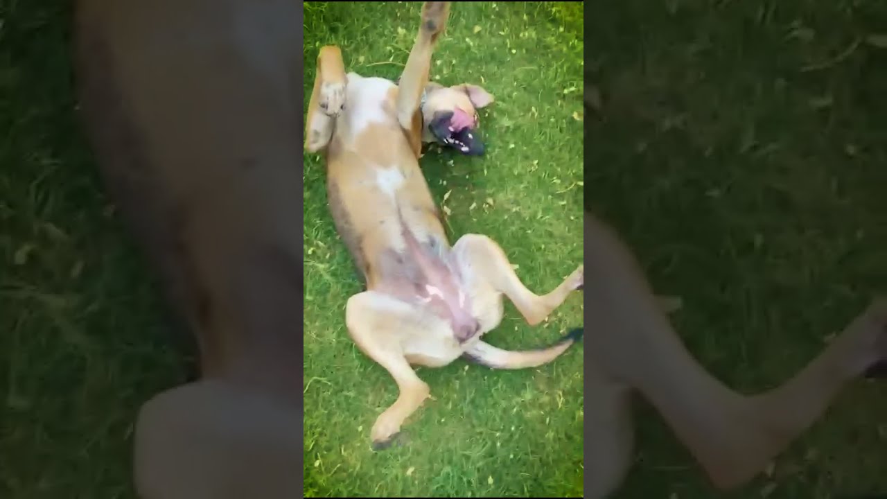 Indie dog | Dog Nose | Boop Babe | Dogs Gone Wild | Cute Stray Dogs | Happy Dog | Play Date 🐶