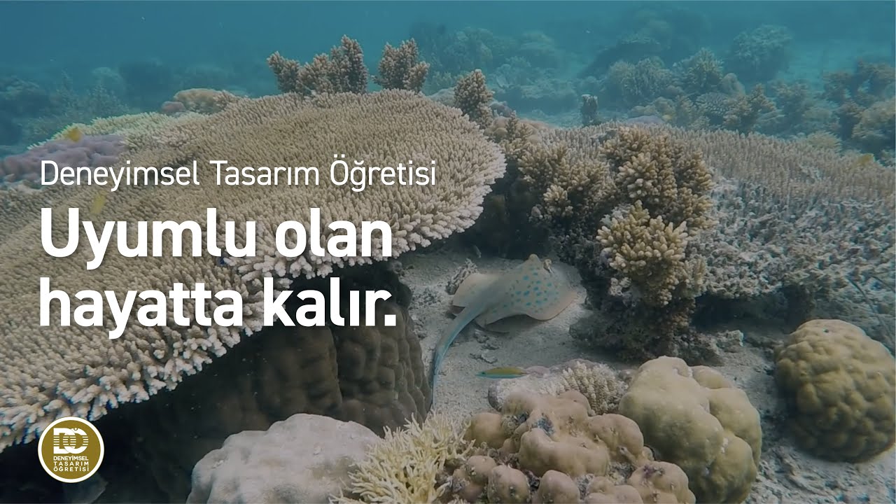 Deneyimsel Tasarım &Ouml;ğretisi - Uyumlu olabilmek neden gerekli?